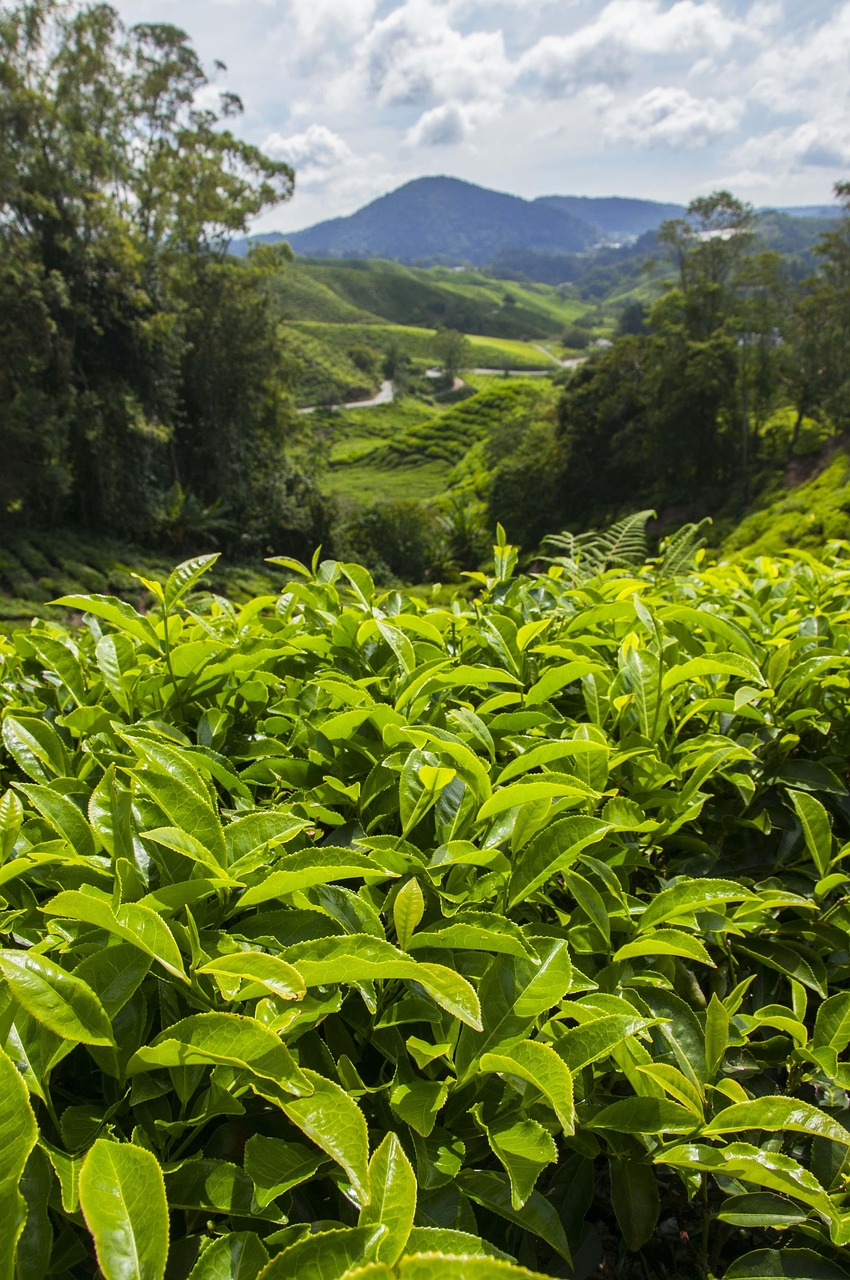 Home tea plantation, cameron highlands, malaysia, asia, cameron, leaf, plantation, tea, agriculture, farm, field, nature, highland, landscape, environment, hill, cultivation, mountain, tropical, cloud, travel, agricultural, scenery, countryside, weather, trees, climate, tourism, morning, land, tranquil, tranquility, green clouds, green tea, tea plantation, tea plantation, tea plantation, cameron highlands, cameron highlands, cameron highlands, malaysia, malaysia, malaysia, malaysia, malaysia, tea, green tea, green tea
