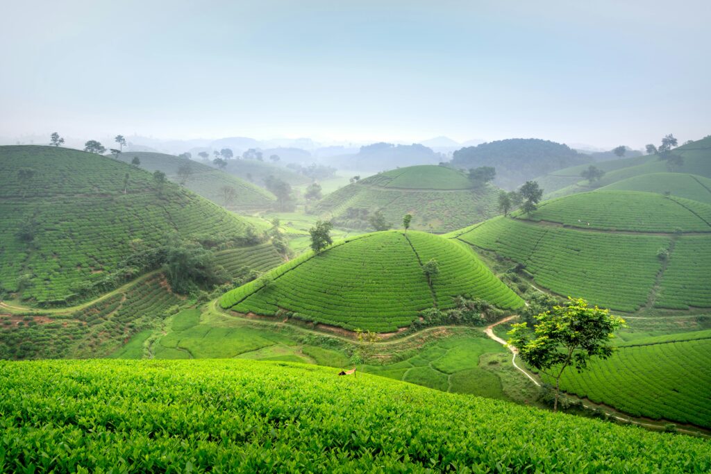 The Pekoe Trail: Sri Lanka's Hidden Hiking Treasure pexels photo 11669659 11669659