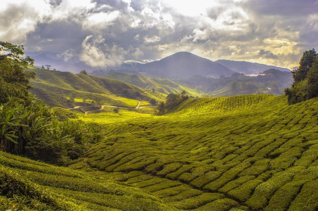 7 Reasons Sri Lanka Is One of the World's Most Underrated Hiking Destinations agriculture, tea plantation, cropland, plantation, countryside, crops, cultivated, fields, growth, harvest, highlands, hills, landscape, outdoors, rural, scenic, valley, vegetation, agriculture, tea plantation, tea plantation, tea plantation, tea plantation, plantation, plantation, crops, crops, crops, growth, valley, valley, valley, valley, valley